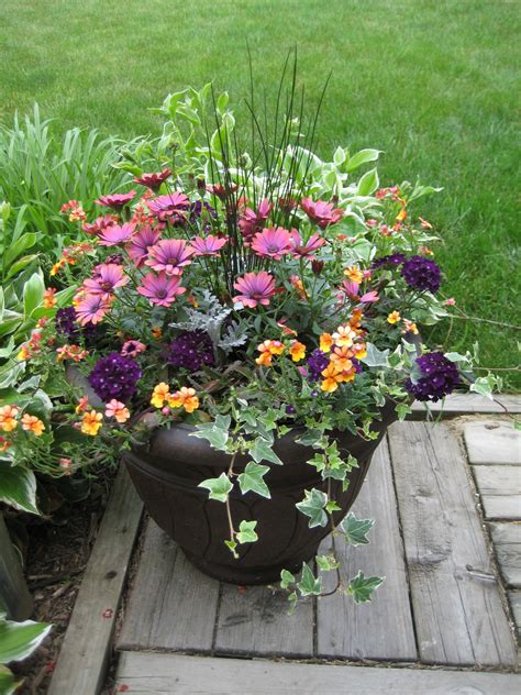 African Daisy In Container African Daissy Blog