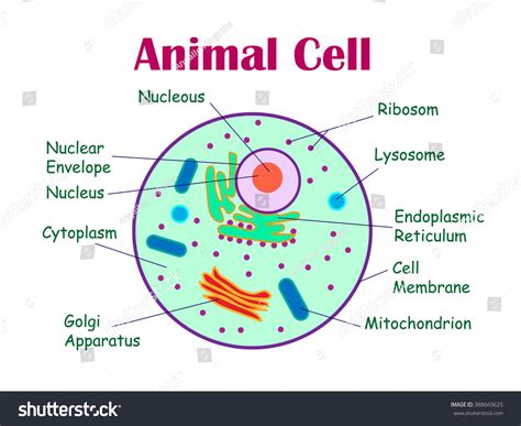 Cell membrane is made up of lipids and proteins and forms a barrier between the extracellular liquid. Animal Cell Diagram Vector Illustration On Stock Vector ...