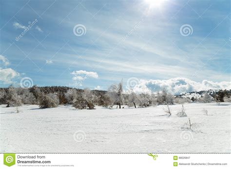 Winter Mountain Landscape With Snow Pine Tree Sky Cloud Stock Image