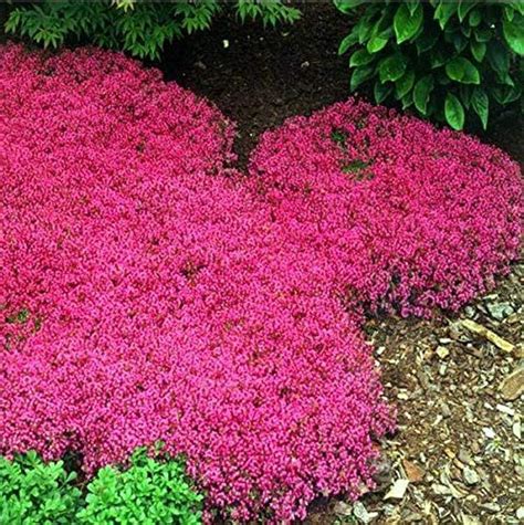 200pcs Thyme Seeds Creeping Thyme Red Joss Seeds Perennial