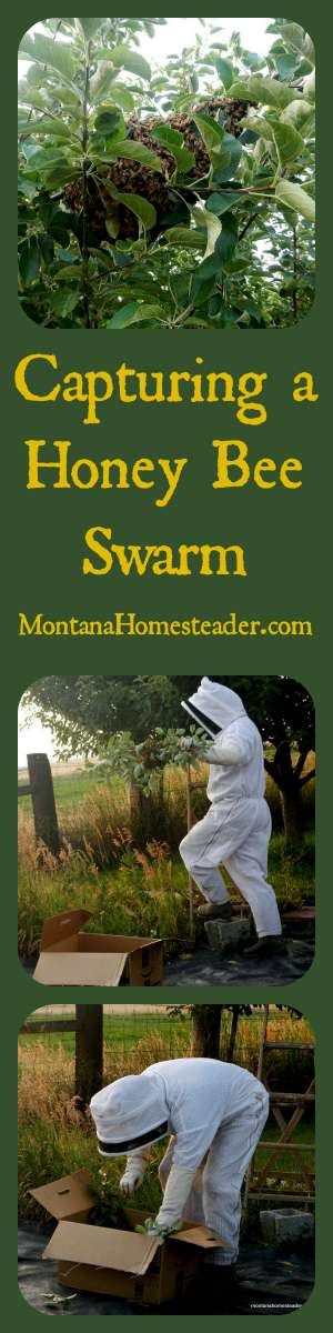 Capturing A Honey Bee Swarm Montana Homesteader