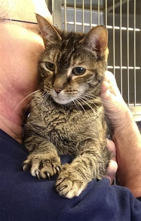Adopt Dorothy Adopted On Petfinder Kitten Adoption Pet Adoption