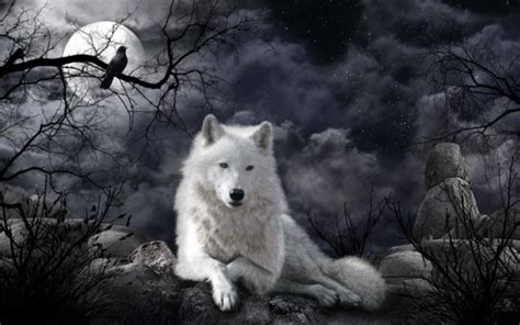Wolves Moon Night White Animals Fantasy Wallpapers Wallpapers Hd