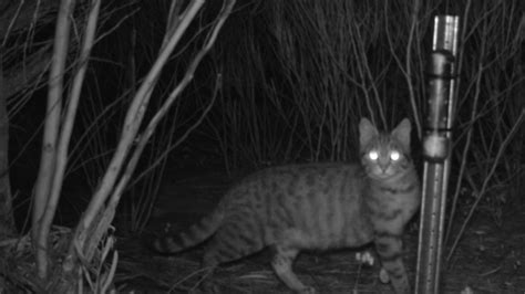 Feral Cats Killing Protected Native Animals Abc News