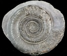 3" Dactylioceras Ammonite - UK For Sale (#42623) - FossilEra.com