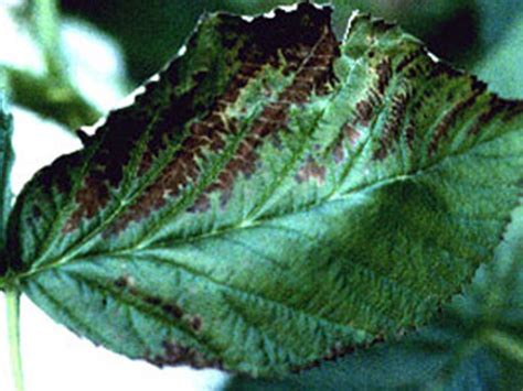 Low humidity and dry soil cause leaves to brown on their edges, later followed by entire yellowing. Raspberries: Leaves are turning brown along the edges