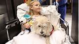 Service Dogs In Hospitals Images