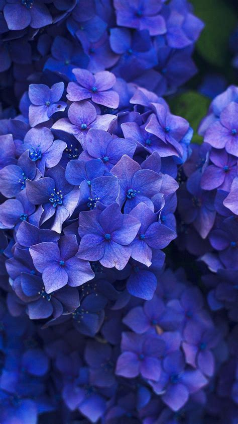 Blue Flower Iphone Wallpapers Bigbeamng