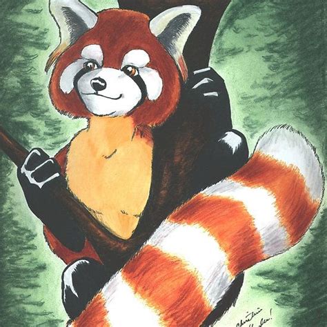 Red Panda Furry Art Red Panda Art