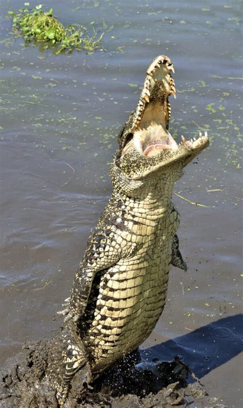 Meet The Giant Crocodile Dominator That Leaps From The Water