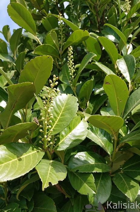 Prunus Laurocerasus Etna Anbri Laurowiśnia Wschodnia