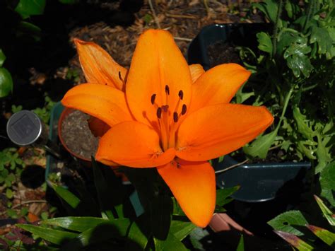 Lily Bulbs — Bbc Gardeners World Magazine