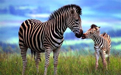 Hd Wallpaper Animal Zebra Mother And Foal Streaky Grass Pasture