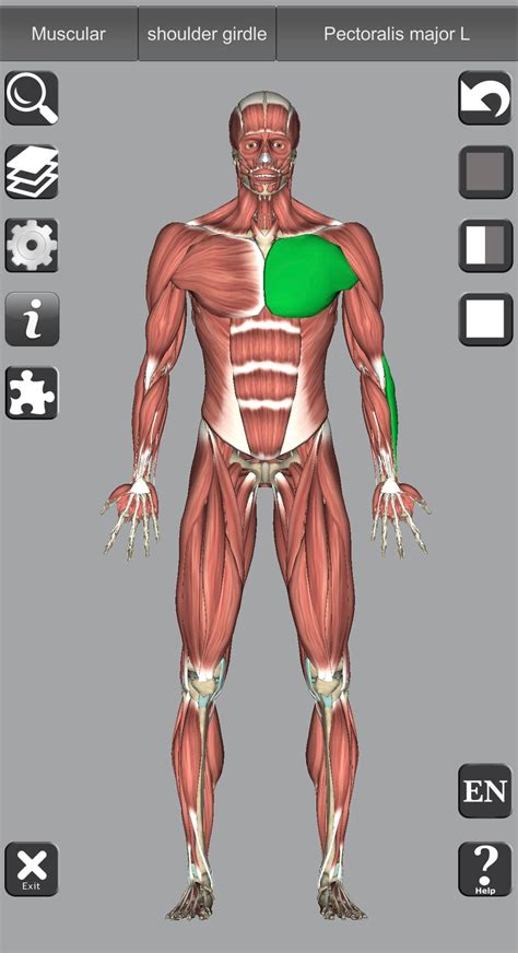 Study About Human Anatomy In 3d With These 10 Apps Oldernews
