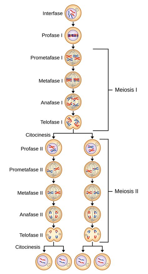 Meiosis Labster Theory