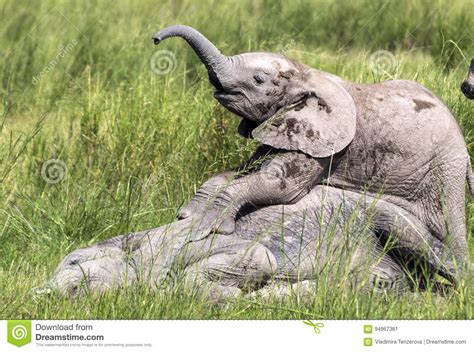 Laughing Young Elephant Playing With Brother Stock Image Image Of