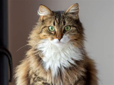 Norwegian Forest Cat Breed Info Characteristics And Temperament
