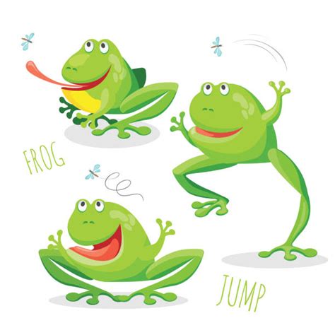 Drawing Of Frogs Eating Flies Illustrations Royalty Free Vector