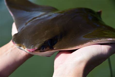 Study Of Chesapeake Bay Cownose Ray Urges Caution In Managing