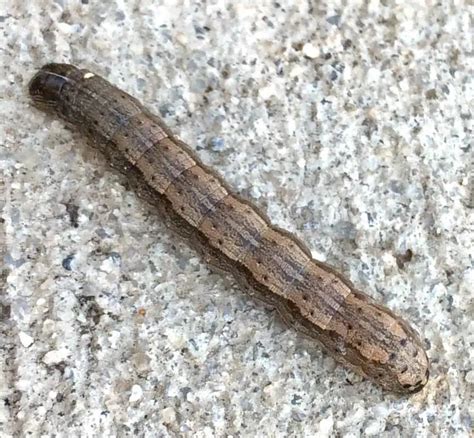 42 caterpillars in texas pictures and identification guide