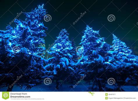 Snow Covered Christmas Tree Lights In A Winter Stock Image Image Of