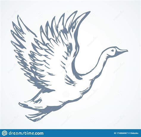 Goose In Flight Vector Drawing Stock Vector Illustration Of Fowl