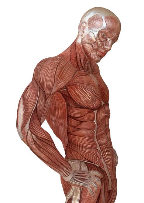Corps Masculin Sans Peau Anatomie Et Illustration Des Muscles 3d D