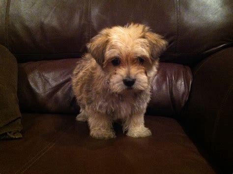 Micheline's pups are started to potty and crate train. Puppies for sale - Morkie (Yorktese), Morkies - ##f ...