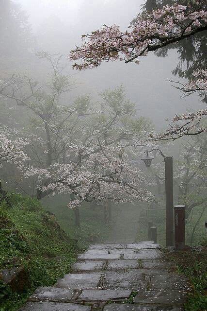 Cherry Blossoms In The Mist🍃 Zen Kertek Tájrendezési ötletek Japán Kert