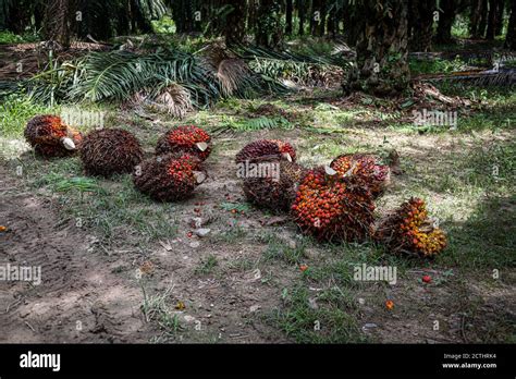 Fresh Fruit Bunches Ffb In A Palm Oil Plantation After Cutting The