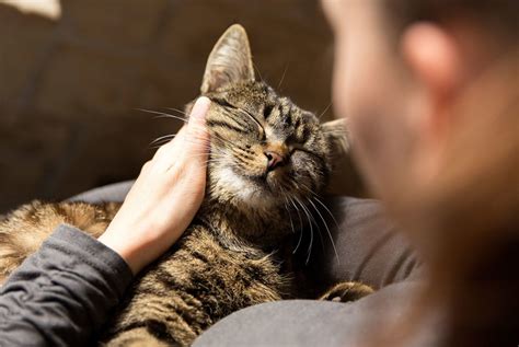 8 Panduan Lengkap Cara Merawat Kucing Saat Sakit Penuh