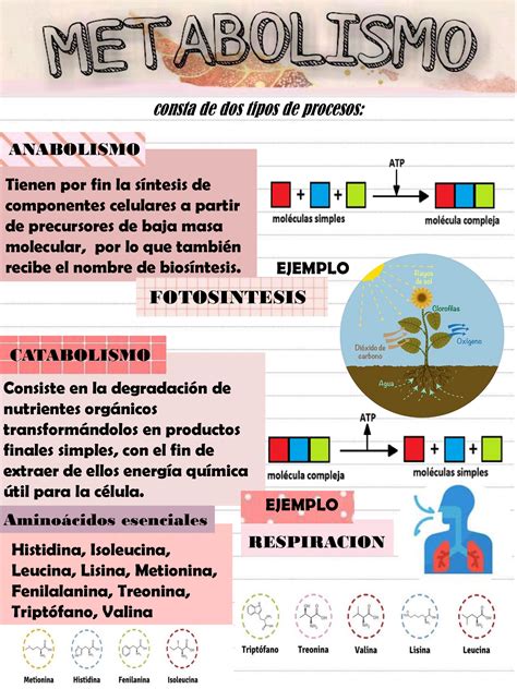 Infografia Infograf A Sobre Los Temas Metabolismo Y Nutrici N The