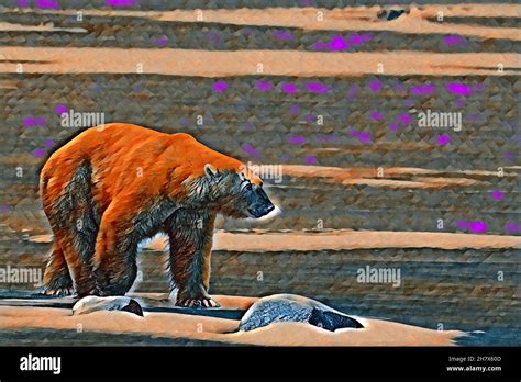 Canada Manitoba Churchill Mature Male Polar Bear With Scar Over His