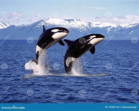 Killer Whale Orcinus Orca Stock Image Image Of Black 170287125