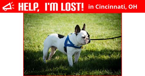 Visit your local cincinnati petsmart store for essential pet supplies like food, treats and more from top brands. Lost Dog (Cincinnati, Ohio) - Jacque