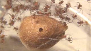 As long as you're careful and don't. All comments on Baby Black Widows Hatching (HD) - YouTube