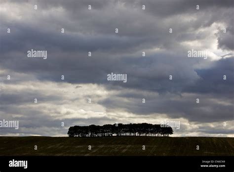 Group Of Trees Below Stormy Sky Cotswolds Oxfordshire United Kingdom