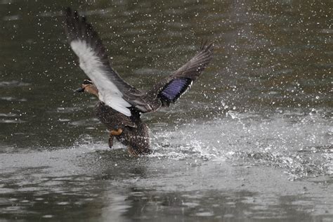Splash Pacific Black Duck Lake Wendouree Ballarat Ed Dunens Flickr