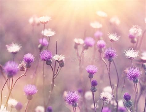 Meadow Purple Flowers Illuminated By Sunlight Stock Image Image Of