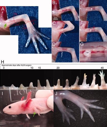Early Regulation Of Axolotl Limb Regeneration Makanae 2012 The