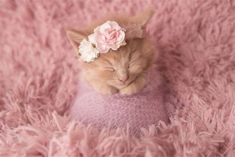 This Adorable Newborn Kitten Photoshoot Is Just Purr Fect Kitty