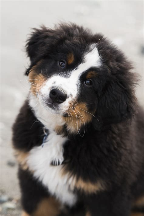 Puppy Love Brody The Bernese Mountain Dog Daily Dog