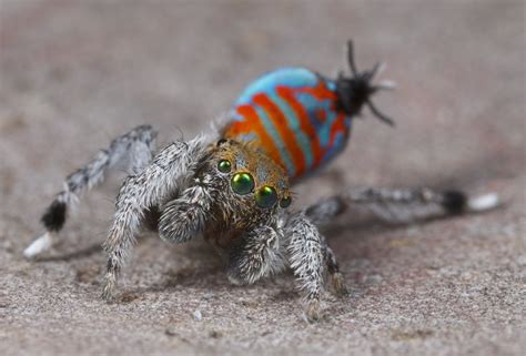Two New Species Of Peacock Spiders Nicknamed Sparklemuffin And Skeletorus Discovered In