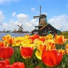 20 fotos fantásticas das lindas plantações de tulipas na Holanda