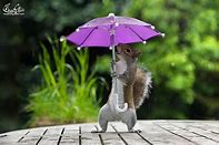 Image result for pictures of umbrellas in the rain
