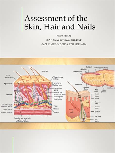 Assessment Of The Skin Hair And Nails