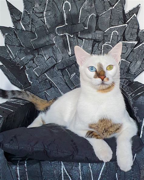 Meet Bowie The Coolest Rescue Cat Of All Time 10 Pics Potw