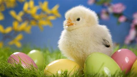 Cute Easter Wallpapers 68 Pictures