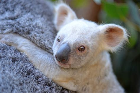 Rare Baby White Koala Looks For A Name On Facebook