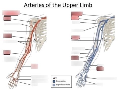 Arteries And Veins Of The Upper Limb Diagram Quizlet